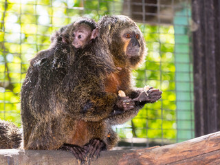 South American white-faced saki on a tree