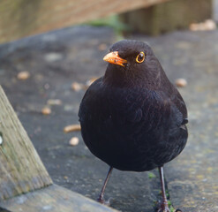 macro close up of a male blackbird looking straight into his organge circled eye and his beak covered in scraps
