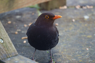 macro close up of a male blackbird looking straight into his organge circled eye and his beak covered in scraps