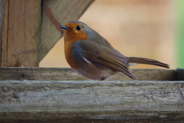 close up of a robin redbreast in fine detail