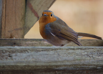 close up of a robin redbreast in fine detail