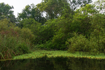 Fototapeta na wymiar Weeki Wachee River, Florida
