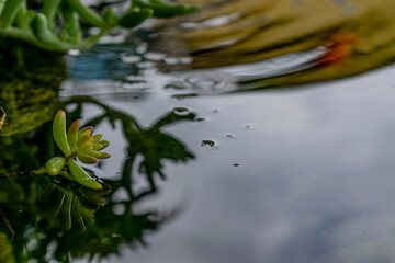 Obraz na płótnie Canvas Balsamo em espelho d´água flor tocando no lago com reflexo