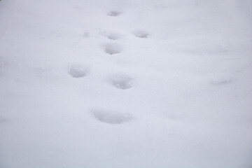 Dog foot prints in the snow - winter concept