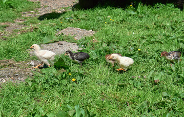 Free-range chickens in a pen
