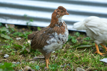 Brown chicken roaming freelyin farmyard