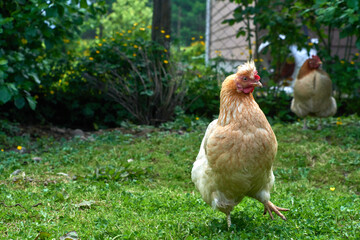 Chickens and roosters roaming freely in a farmyard