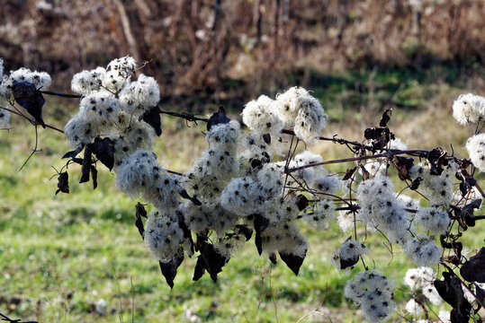 Fleur de type coton