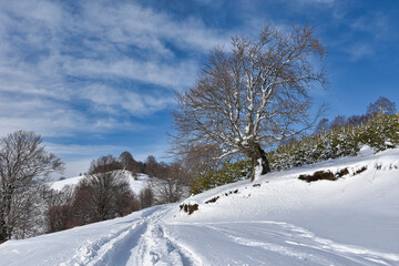 winter landscape with snow covered trees