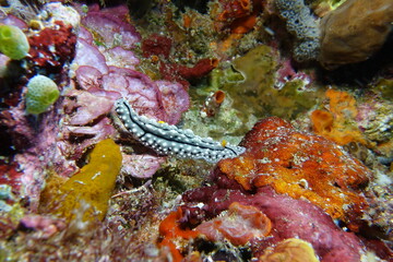 Warzenschnecke, vermutlich Phyllidia cf. alyta