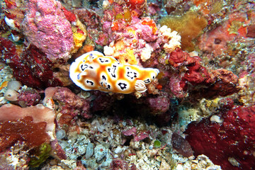 Prachtsternschnecke Goniobranchus leopardus