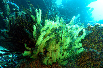 Fototapeta na wymiar Federstern oder Seelilie am Korallenriff