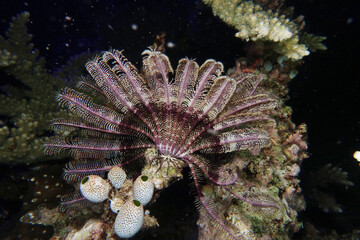 Federstern oder Seelilie am Korallenriff