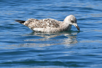 GAVIOTA