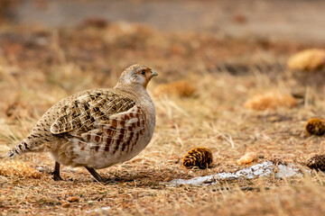 Solitary Gray Partridge looking for seeds in the Grassland region of Alberta