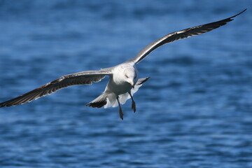 GAVIOTA