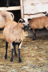 Beautiful sheep in the flock on the background of a wooden farm fence.