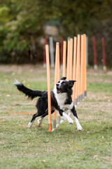 border collie en agility
