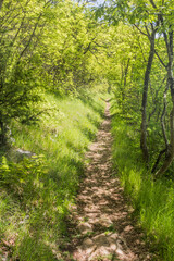 Fototapeta premium Hiking trail near Skocjan Caves, Slovenia