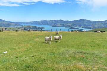 cows in the mountains