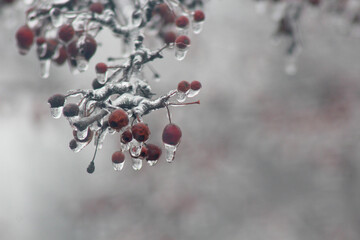 Ice on red Crabapple tree berries