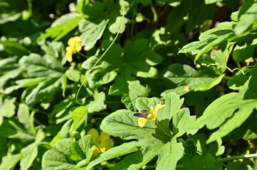 Yellow bitter melon flowers in the summer sun.