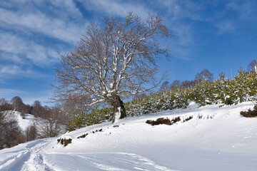 snow covered trees