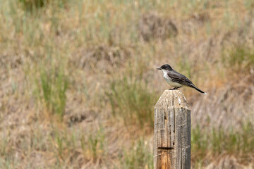 Perched Eastern Kingbird surveys its territory for insects in a coulee in the Grasslands region of rural Alberta