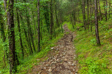 Obraz premium Hiking path in a forest of Lovcen national park, Montenegro