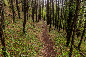 Hiking path in a forest of Lovcen national park, Montenegro