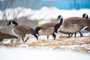 Canada Geese look for food on the ground in the Hudson Valley.