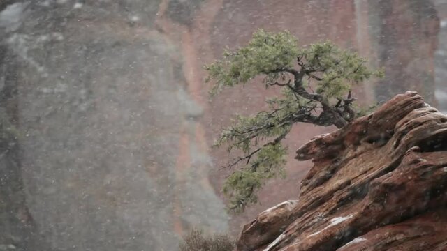 A single juniper tree shaped by the elements like a bonsai tree is growing from the red sandstone of Southern Utah while snow blows past and floats in the air around it.