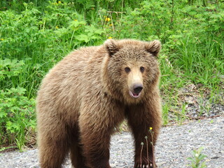Obraz premium Brown bear up close in Kamchatka, Russia