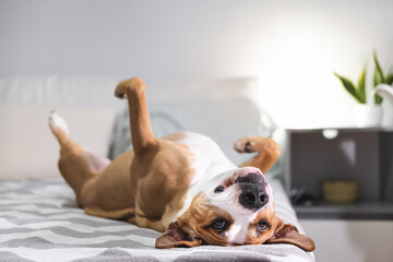 Funny dog chilling on the bed upside down. Pets at home, relaxin