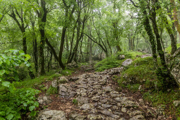 Hiking trail through a forest to Ostrog monastery, Montenegro