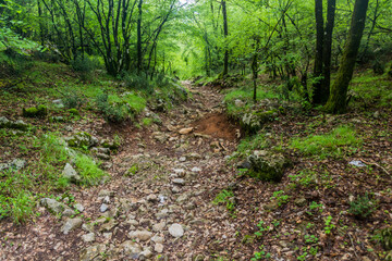 Hiking trail through a forest to Ostrog monastery, Montenegro