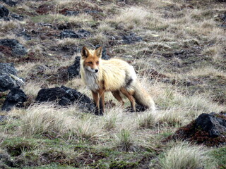 Wild fox with thick fur in the far east Kamchatka peninsula, Russia.