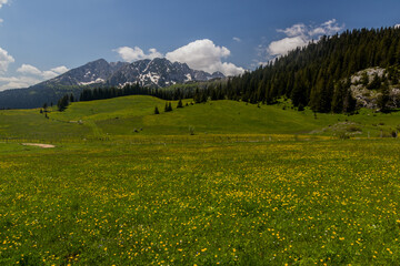 Meadow in Durmitor mountains, Montenegro