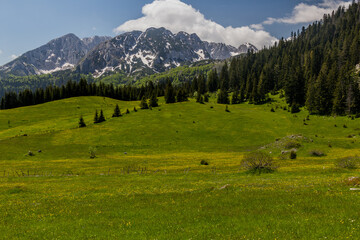 Fototapeta na wymiar Meadow in Durmitor mountains, Montenegro