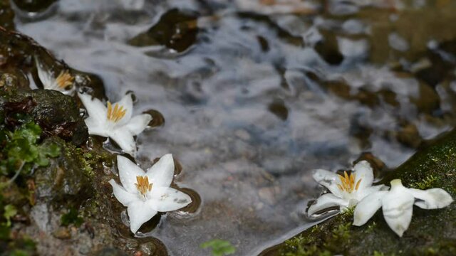 沢に落ちたエゴノキの花