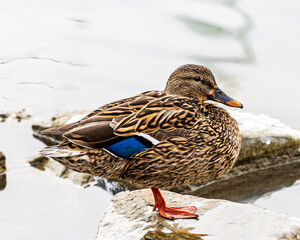 Female mallard duck standing on frozen rock in water profile facing right of frame
