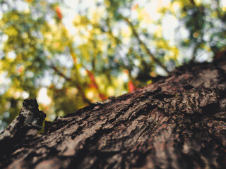 Beautiful Tree Trunk