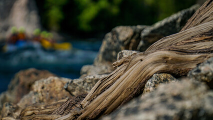 tree root on river side