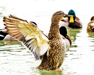 Female mallard duck raised up in profile spreading her wings other birdes out of focus in background