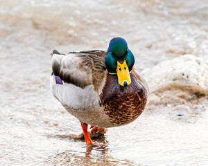 Male Mallard Duck walking head on toward camera on wet shore line