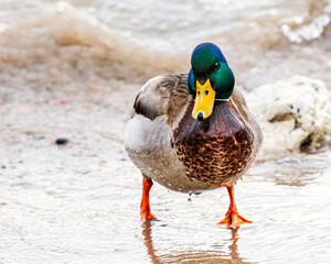 Naklejka na ściany i meble Male Mallard Duck walking head on toward camera on wet shore line