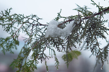 snow covered branches