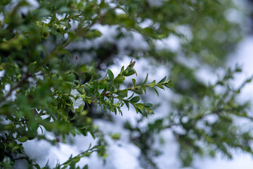 tree in snow and ice