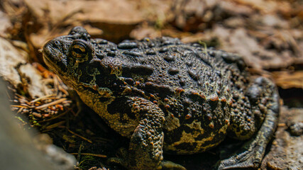 frog on the ground