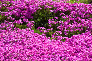 赤紫のシバザクラ	